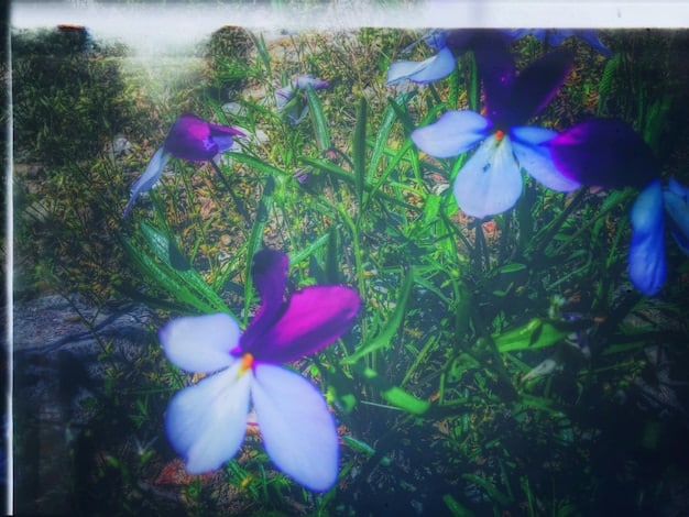 4K Streaming Guide: Optimize for Best Visuals in the US